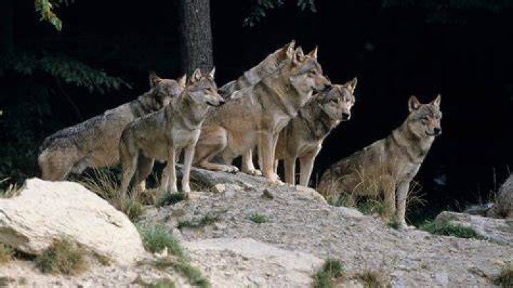 what do you call a group of wolves
