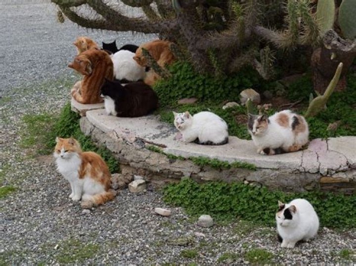 what do you call a large group of cats