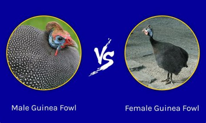 what does a female guinea sound like