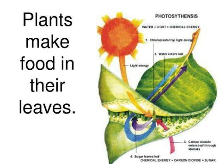 what does a plant need to make food