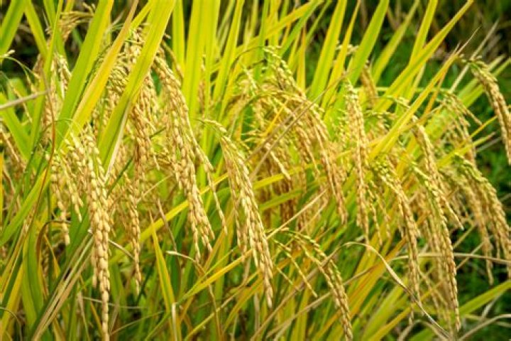 what does a rice field look like