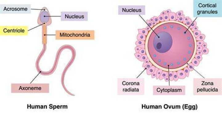 what does a sperm cell contribute to an embryo