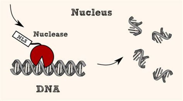 what does nuclease break down