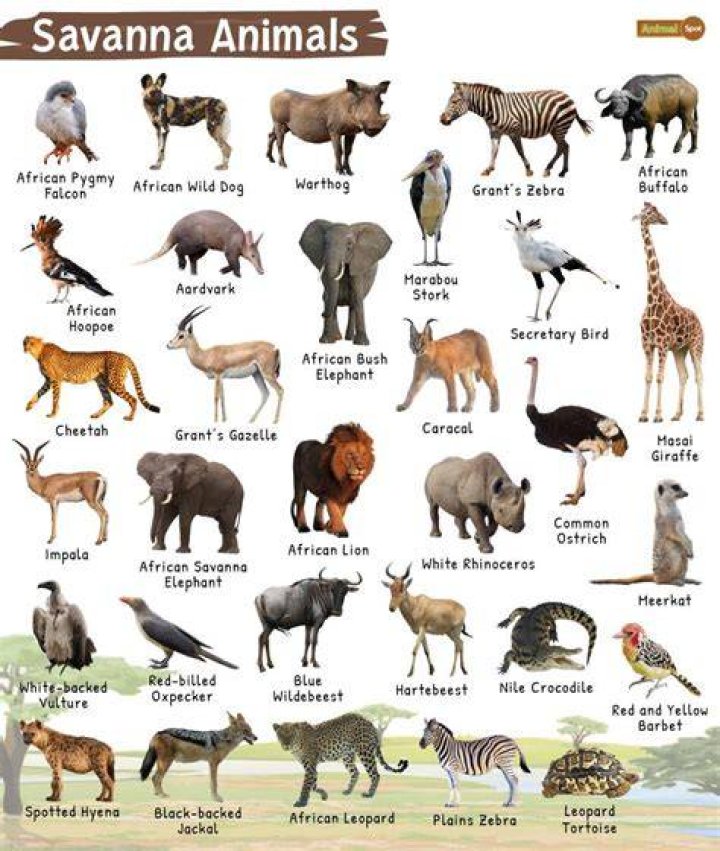 what does savana mean - Lisbd-net.com