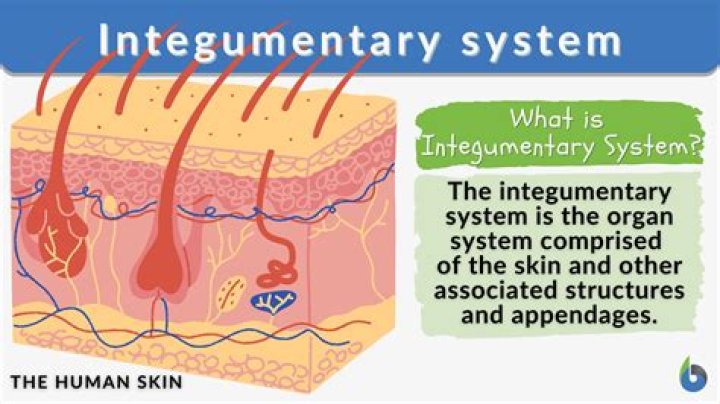 what does the integumentary system interact with