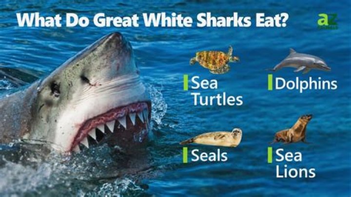 what eats sharks in the food chain