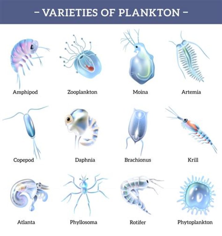 what fish eat phytoplankton - Lisbd-net.com