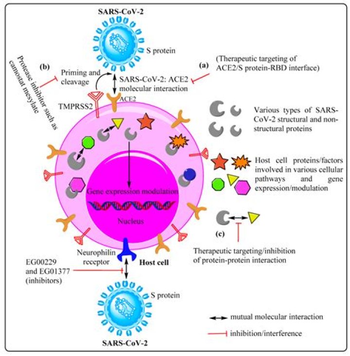 what is a cell in which a virus multiplies itself
