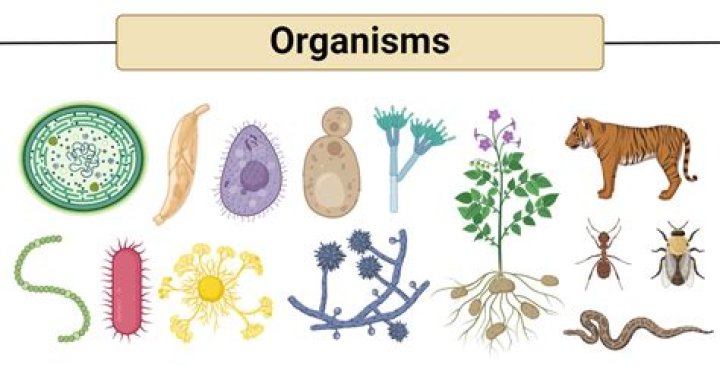 what is a complex organism