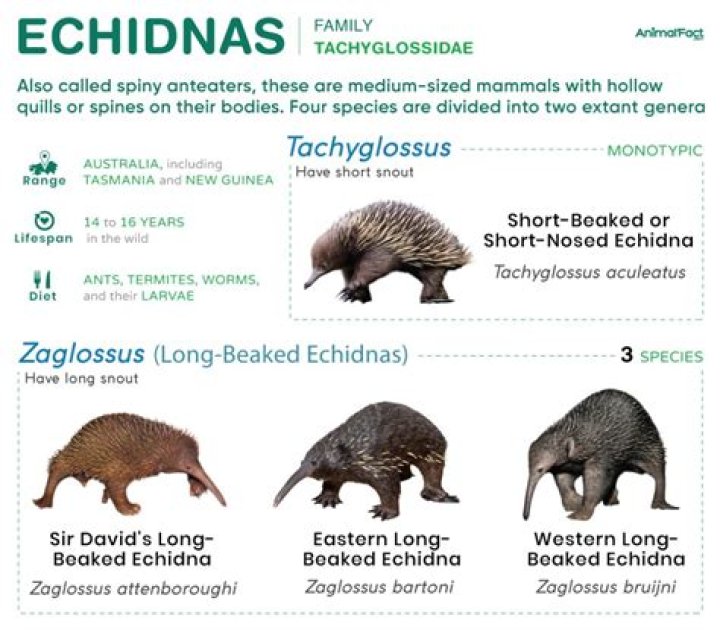 what is a group of echidnas called