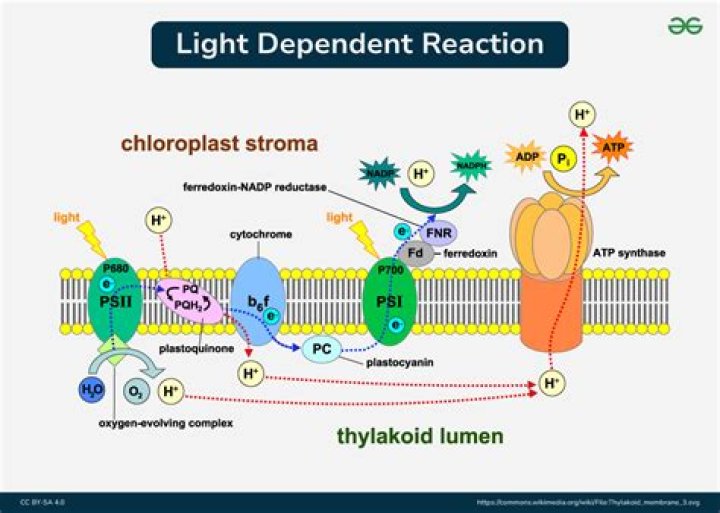 what is a light dependent reaction