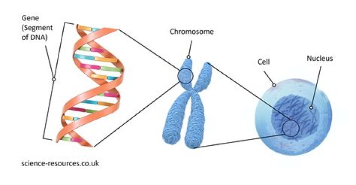 what is a segment of dna known as