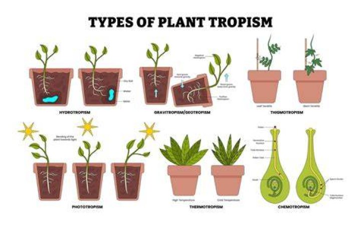 what is a tropism in plants