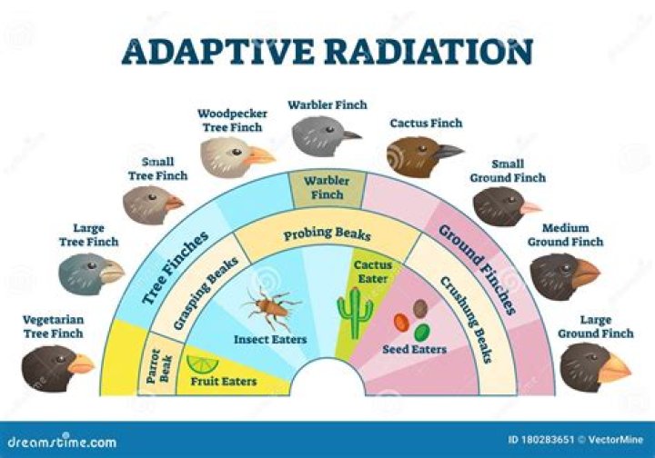 what is an adaptive radiation?