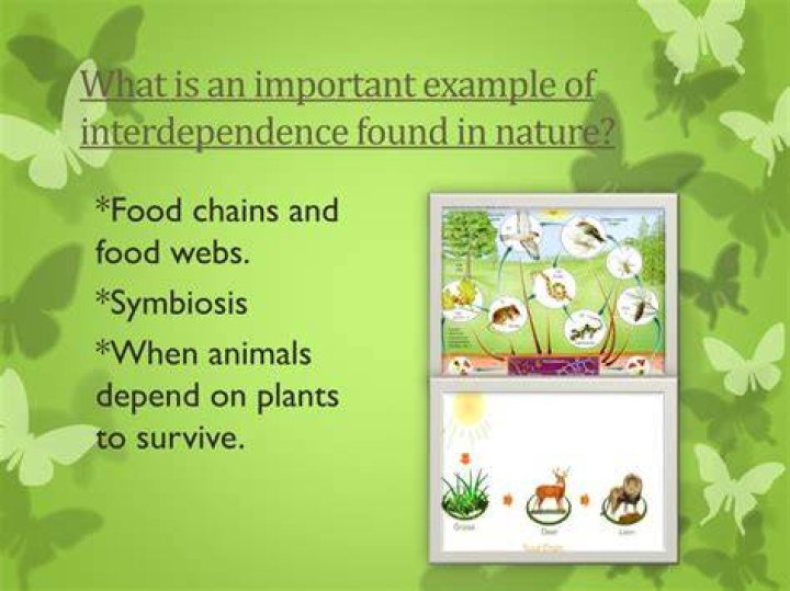 what is an example of interdependence