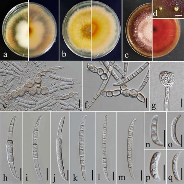 what is another name for the phylum deuteromycota