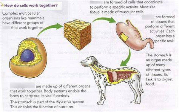what is formed by groups of cells that work together