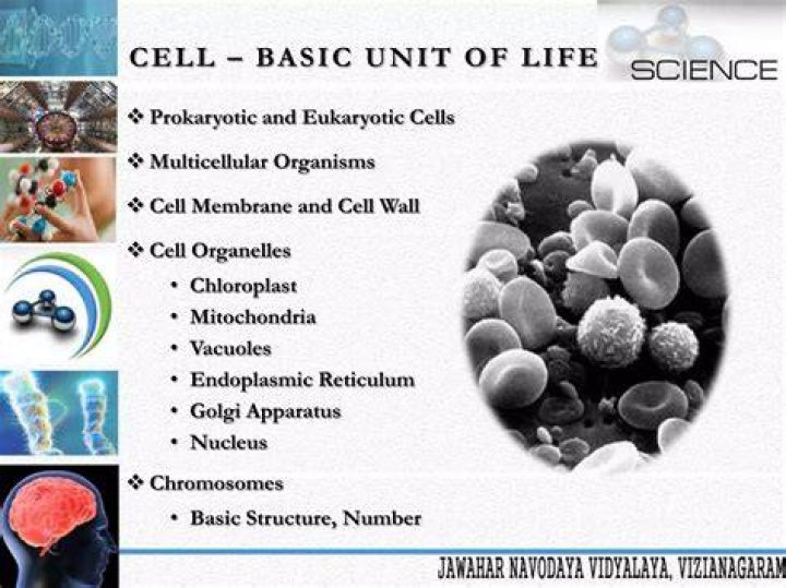 what is the basic unit of all organisms