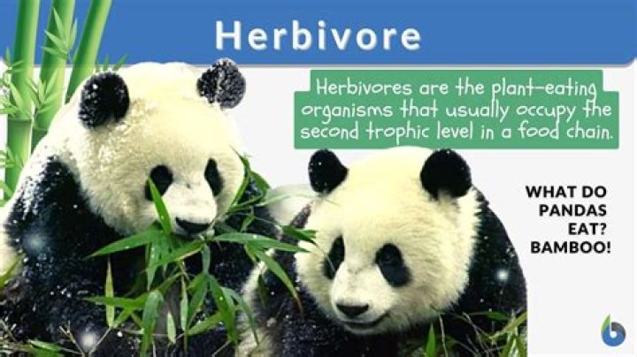 what is the definition for herbivore