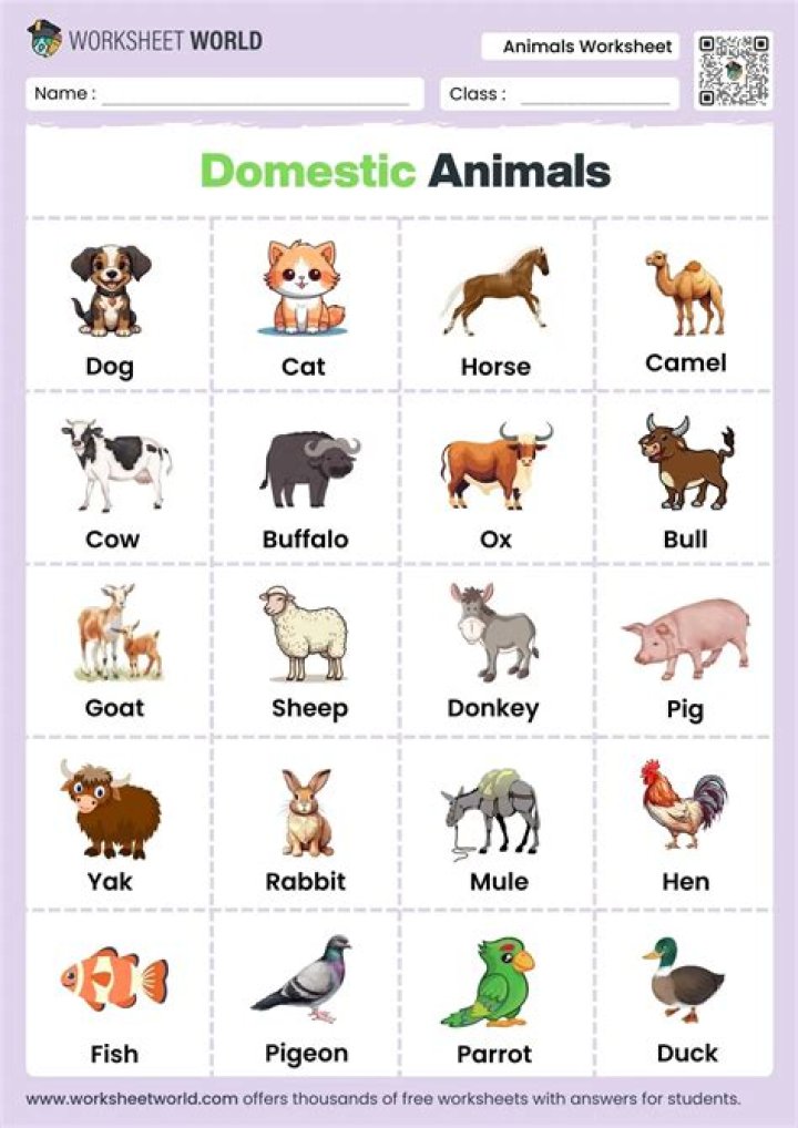 what is the domestic system