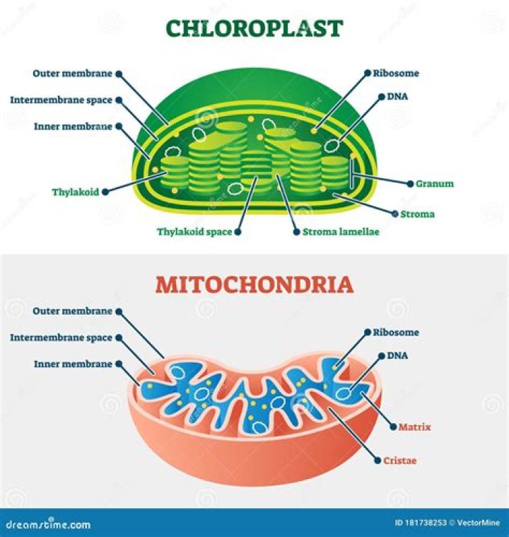 what is the function of chloroplast and mitochondria