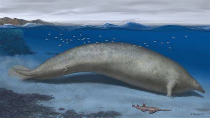 what is the largest animal phylum