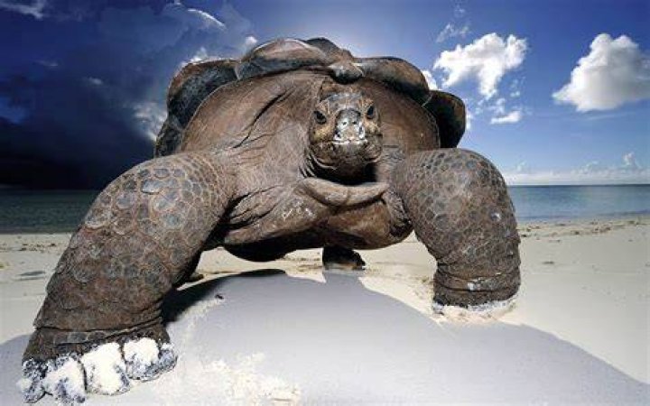 what is the largest turtle in the world