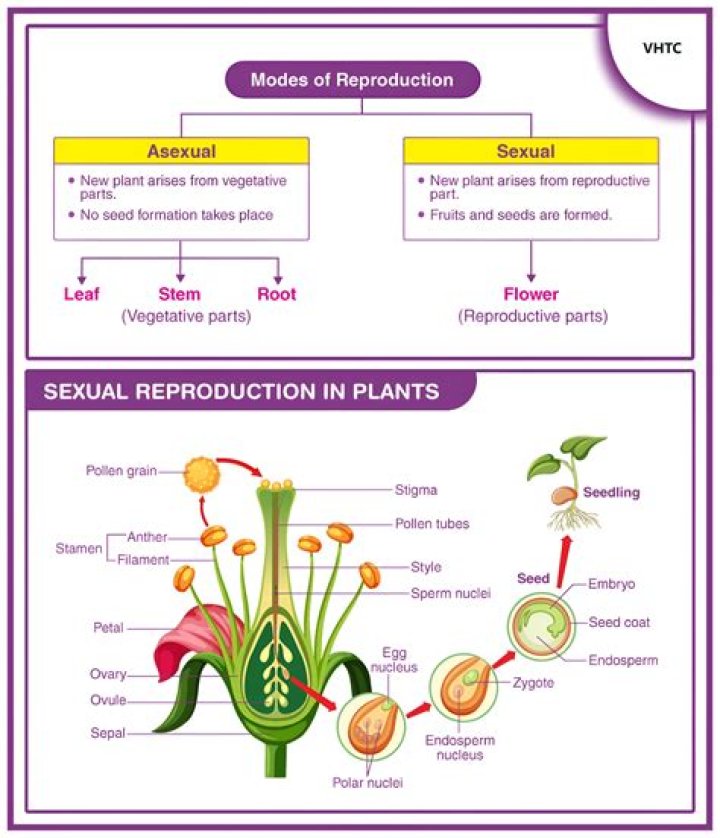 what is the product of asexual reproduction