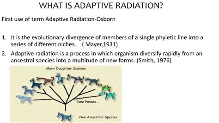 what is the result of adaptive radiation