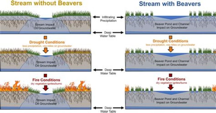 what is the role of the beaver in its ecosystem