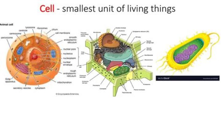 what is the smallest unit of living organisms
