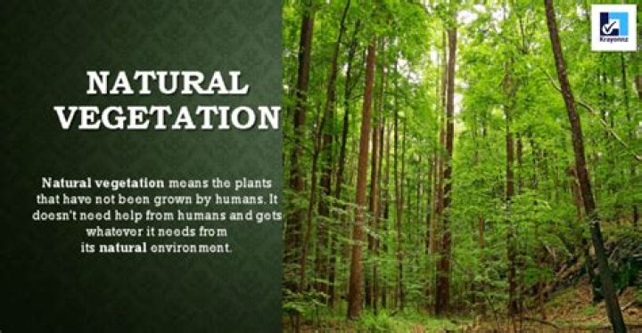 what is vegetation cover - Lisbd-net.com