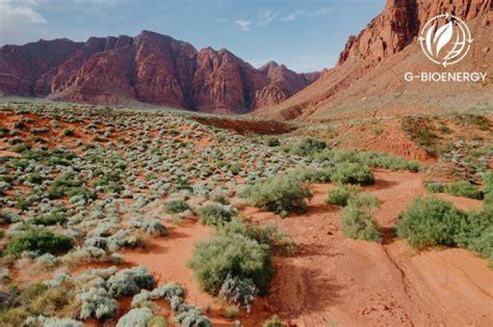 what kind of desert is the gobi