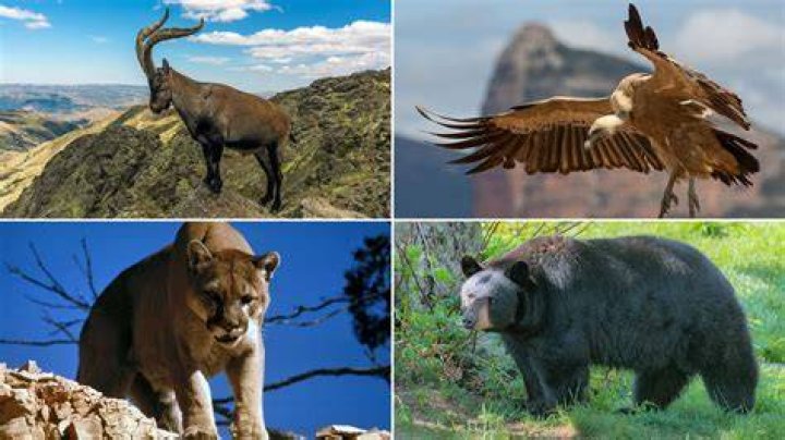 what kinds of animals live in italy