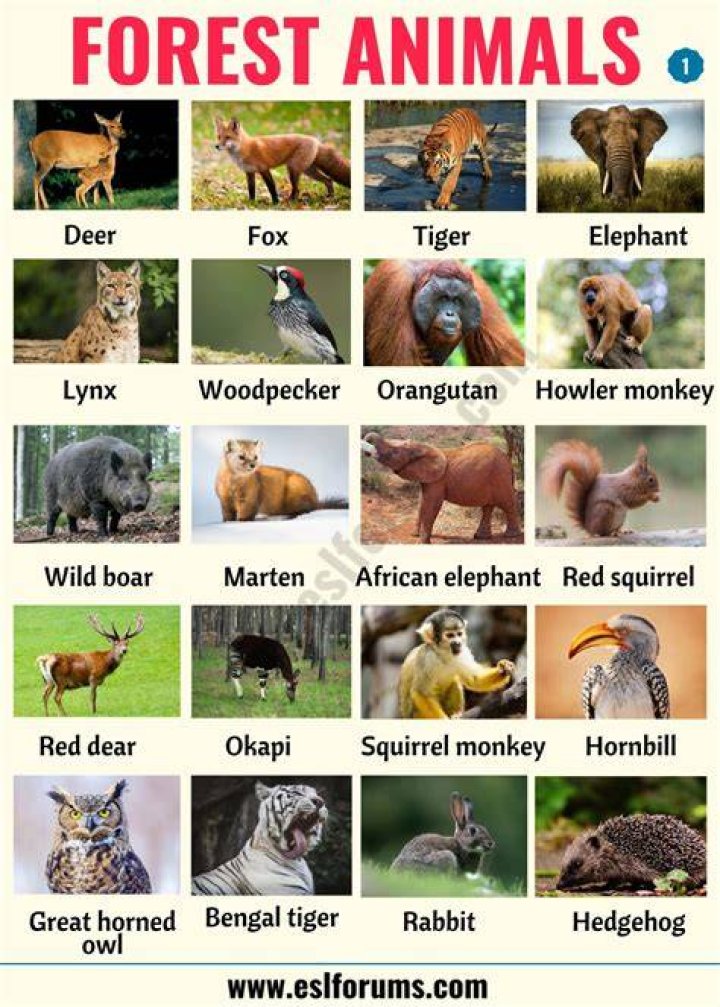 what lives in the forest
