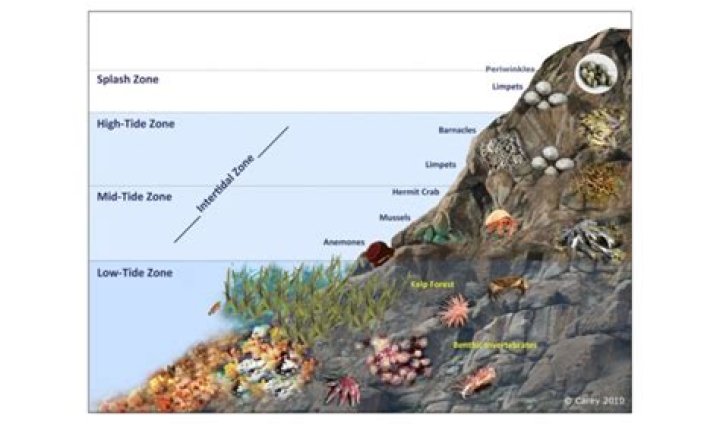 what organisms live in the intertidal zone