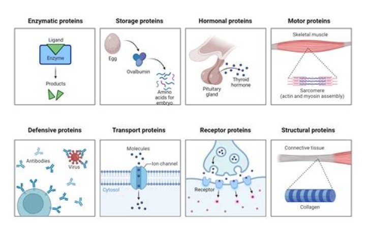 what process is responsible creating distinct sets of proteins in skin cell compared to brain cell?