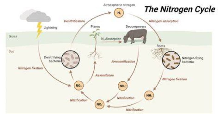 what role do animals play in the nitrogen cycle