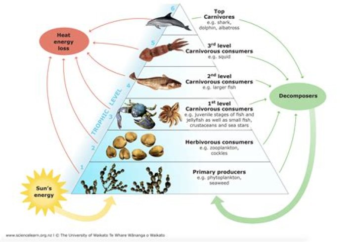 what type of consumer is a crab