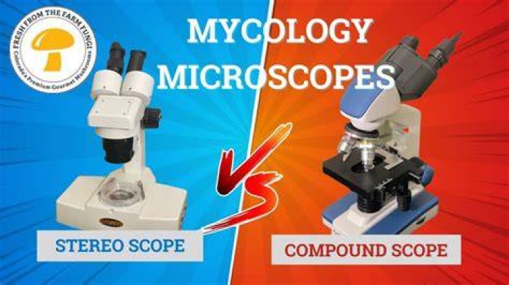 what type of object do you study with a stereomicroscope
