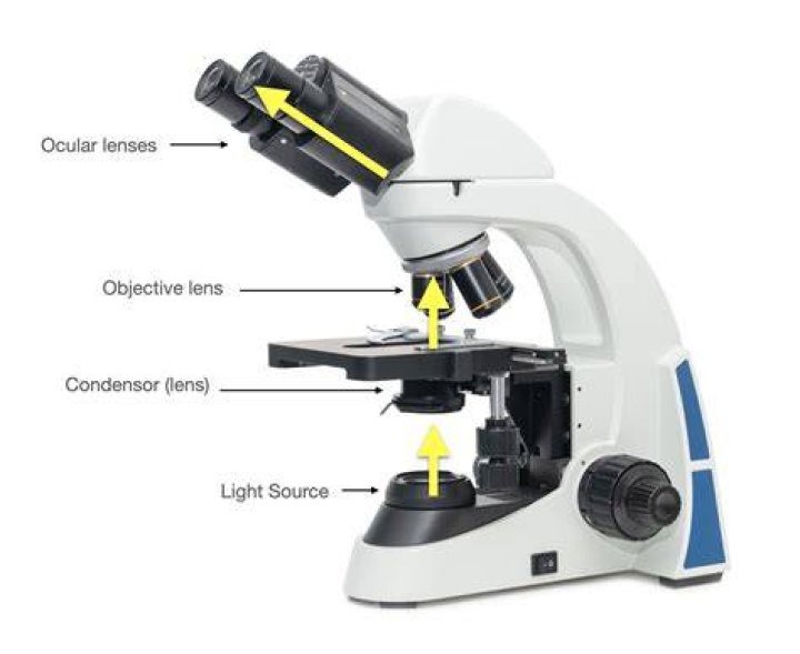 what was robert brown looking at through a microscope