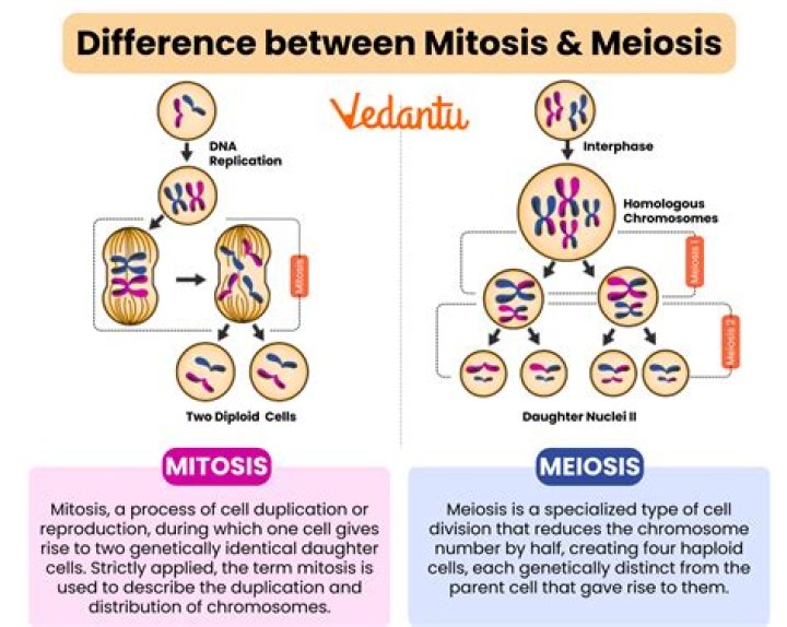 when does meiosis occur in males