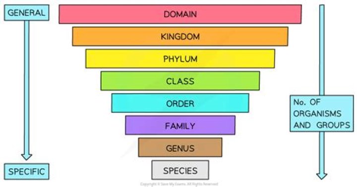 when grouping organisms, which classification is most general for a particular type of organism?