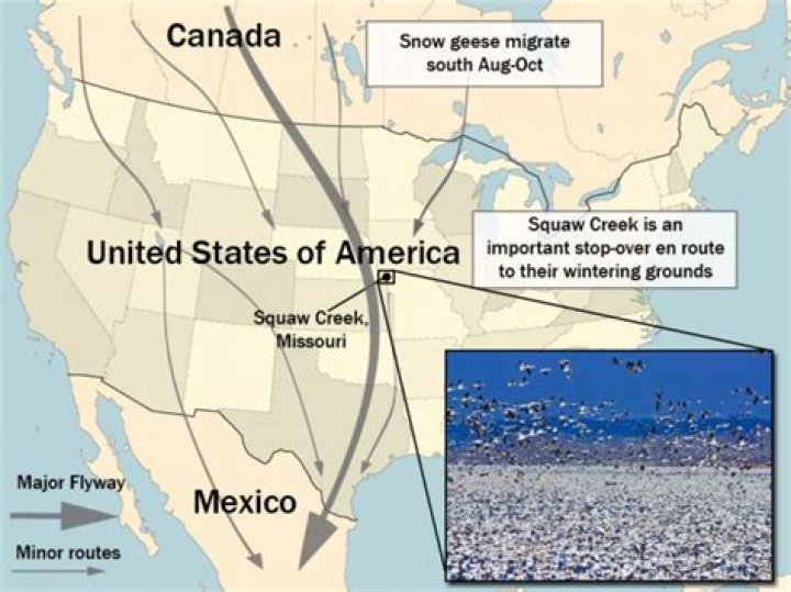 where do snow geese migrate to