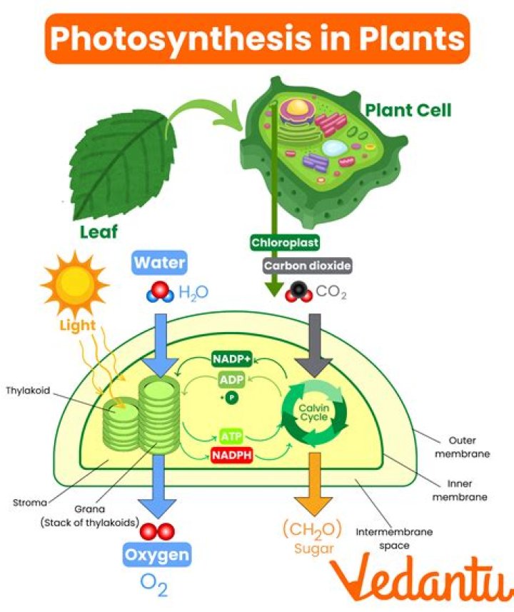 where does photosynthesis occur in eukaryotes