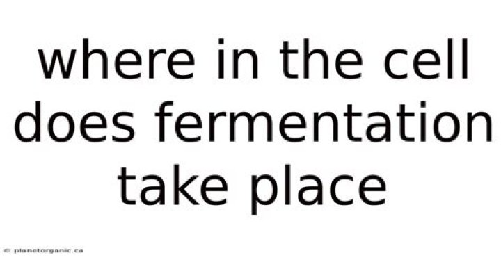 where in the cell does fermentation take place?