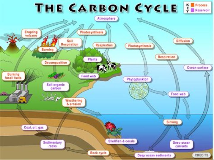 where is most of the carbon on earth found