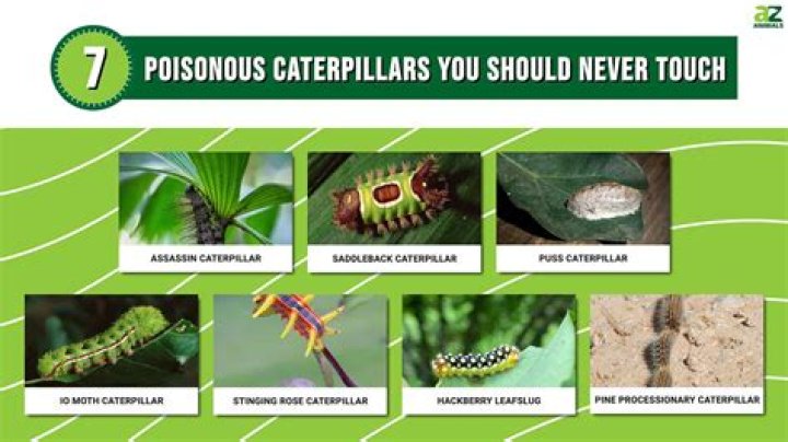why are caterpillars considered living things