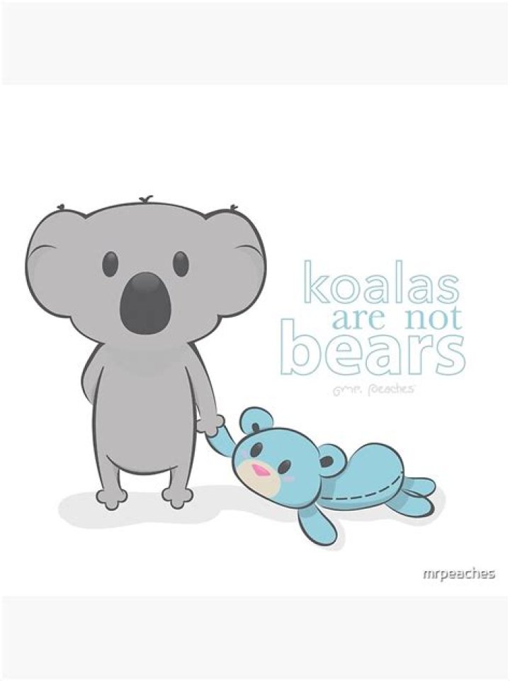 why are koalas not bears
