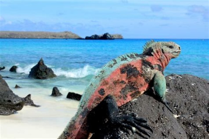 why are the galapagos islands so unique